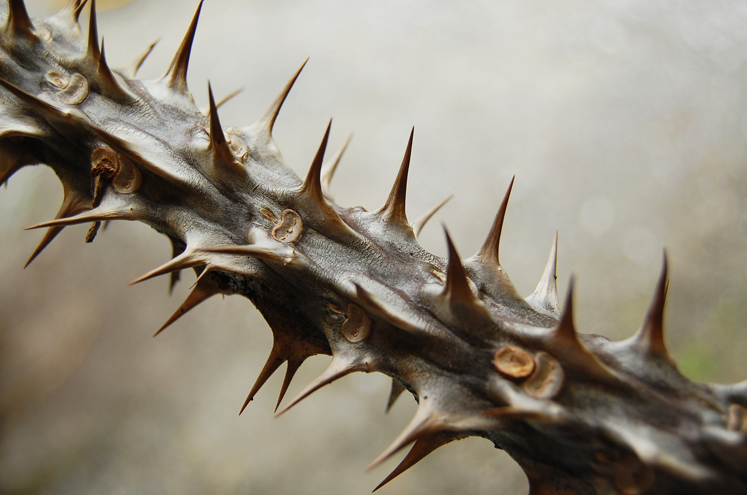 Dlaczego Jezus miał koronę cierniową na głowie?