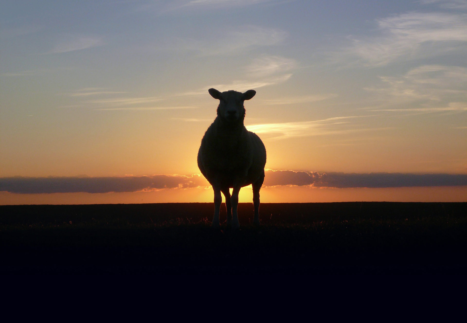 Oto Baranek Boży! – Jan 1:36