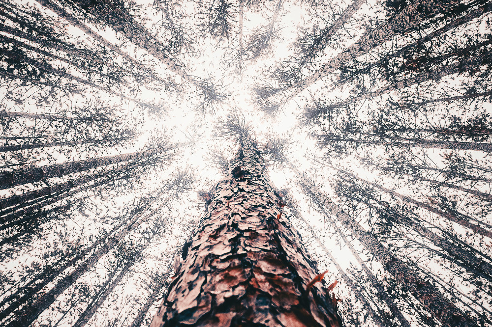 Chrystus musiał cierpieć: Przyjęcie pogan